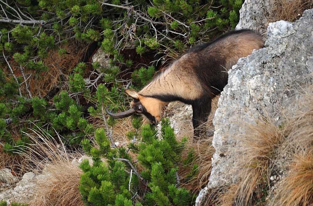 Camoscio appenninico - Rupicapra pyrenaica ornata